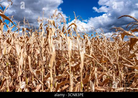 Le champ de maïs s'est asséché et seulement les petits épis de maïs à faible croissance, en raison de la sécheresse estivale, à l'est de Weisweiler, Rhénanie du Nord-Westphalie, Allemagne Banque D'Images
