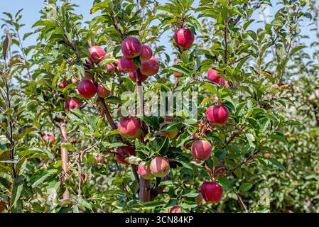Un arbre plein de pommes mûres. Les pommes sont rouges et pendent de l'arbre. L'arbre est plein de feuilles vertes Banque D'Images