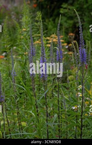 Une variété de fleurs qui fleurissent dans le jardin coloré des chalets, Brownsburg-Chatham, Québec, Canada, été Banque D'Images