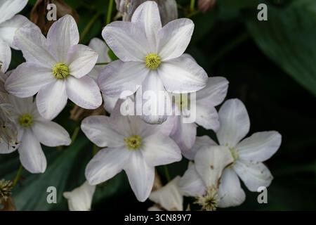 Clematis, blanc, à floraison libre, vigne, culture dans le jardin des chalets Banque D'Images