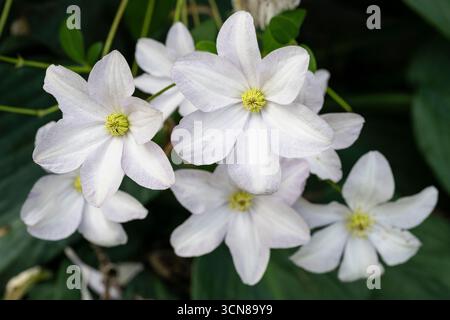 Clematis, blanc, à floraison libre, vigne, culture dans le jardin des chalets Banque D'Images