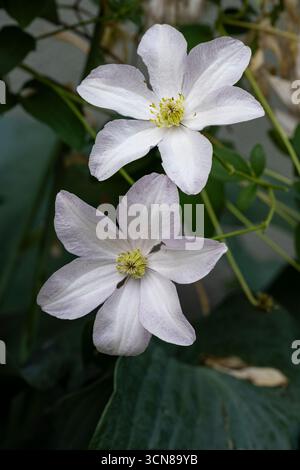 Clematis, blanc, à floraison libre, vigne, culture dans le jardin des chalets Banque D'Images