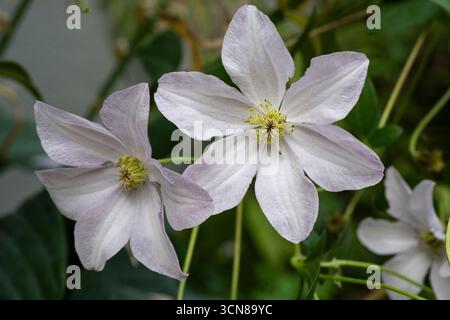 Clematis, blanc, à floraison libre, vigne, culture dans le jardin des chalets Banque D'Images