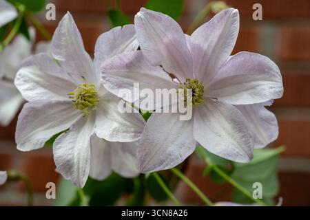Clematis, blanc, à floraison libre, vigne, culture dans le jardin des chalets Banque D'Images