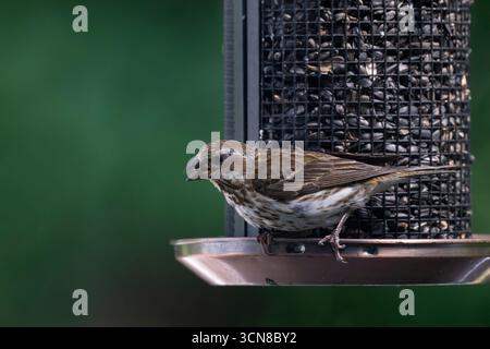 Finch violet, Haemorhous purpureus, femelle à l'alimentation des oiseaux Banque D'Images