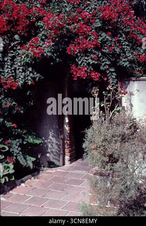 San Juan Capistrano, CA., États-Unis mai 1981. La Grande église en pierre de la mission, composée de pierres naturelles et de briques rouges cuites, a commencé en 1797 et s’est achevée en 1806. Le 8 décembre 1812, un grave tremblement de terre a effondré le toit de l’Église tuant plus de 40 paroissiens. La Grande église de pierre n'a pas été reconstruite et reste telle que vous la voyez aujourd'hui Banque D'Images