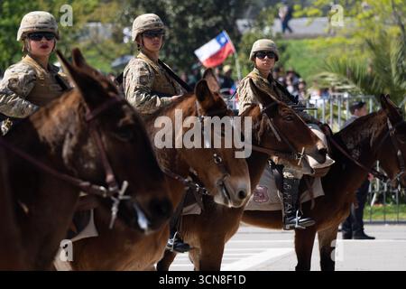 Santiago, Metropolitana, Chili. 19 septembre 2025. Les soldats de l'armée chilienne défilent sur les mulets lors du défilé militaire marquant le jour de l'indépendance et le jour de l'armée à Santiago, au Chili. (Crédit image : © Matias Basualdo/ZUMA Press Wire) USAGE ÉDITORIAL SEULEMENT ! Non destiné à UN USAGE commercial ! Banque D'Images