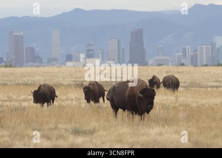 Bison d'Amérique dans la réserve naturelle nationale de l'arsenal des montagnes Rocheuses, avec la ville de Denver en arrière-plan brume. Banque D'Images