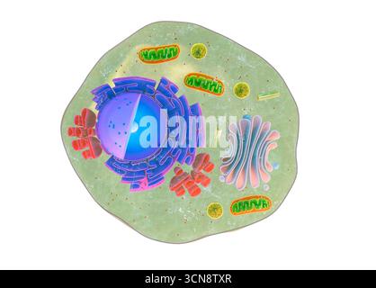 Coupe de cellule animale eucaryote Banque D'Images
