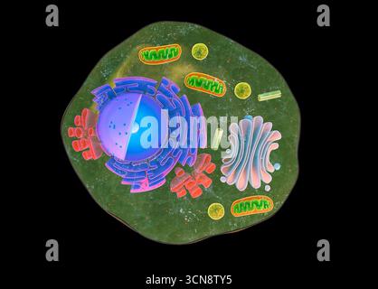 Coupe de cellule animale eucaryote Banque D'Images