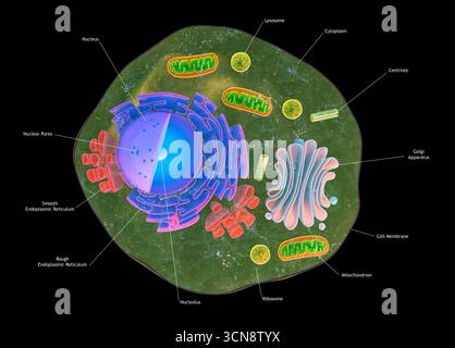 Coupe de cellule animale eucaryote Banque D'Images