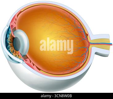 Illustration de l'anatomie de l'œil, montrant son intérieur et ses différents composants en détail. Ceux-ci comprennent la couche externe de la sclère et de la cornée, la couche vasculaire composée de l'iris, du corps ciliaire et de la choroïde et la rétine, qui est la couche interne du tissu photosensible. Banque D'Images