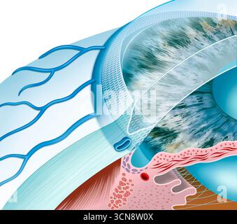 Illustration du drainage de l'humeur aqueuse, le processus d'élimination du liquide aqueux de l'œil, maintenant ainsi une pression intraoculaire saine. Ce fluide, produit par le corps ciliaire, s'écoule à travers la pupille jusqu'au réseau trabéculaire et est absorbé dans la circulation sanguine par le canal de Schlemm. Banque D'Images