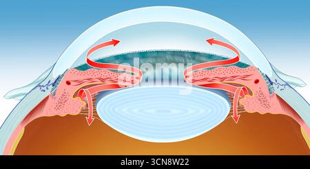 Illustration du système de drainage de l'humeur aqueuse dans le glaucome. Sur cette image, on peut voir qu’elle se réfère à la circulation de ce fluide oculaire. L'accumulation augmente la pression intraoculaire et endommage le nerf optique, ce qui peut entraîner une perte de vision et la cécité. Banque D'Images