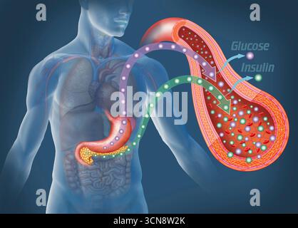 Illustration d'une figure humaine sur fond bleu, montrant une artère et la circulation sanguine. Dans des conditions normales, le pancréas régule le glucose par la sécrétion d'insuline par les cellules bêta. Lorsque le glucose augmente après l'ingestion, l'insuline facilite son entrée dans les cellules pour générer de l'énergie ou la stocker sous forme de glycogène, maintenant des niveaux sanguins stables et l'équilibre métabolique. Banque D'Images