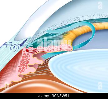 Illustration du drainage de l'humeur aqueuse, le processus d'élimination du liquide aqueux de l'œil pour maintenir une pression intraoculaire saine. Ce fluide, produit par le corps ciliaire, s'écoule à travers la pupille jusqu'au réseau trabéculaire et est absorbé dans la circulation sanguine par le canal de Schlemm. Banque D'Images