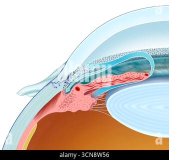 Illustration du drainage de l'humeur aqueuse, le processus d'élimination du liquide aqueux de l'œil, maintenant ainsi une pression intraoculaire saine. Ce fluide, produit par le corps ciliaire, s'écoule à travers la pupille jusqu'au réseau trabéculaire et est absorbé dans la circulation sanguine par le canal de Schlemm. Banque D'Images