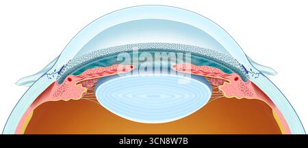 Illustration montrant le canal de Schlemm et son rôle dans le drainage de l'humeur aqueuse, fluide essentiel au maintien de la pression intraoculaire. Situé dans l'angle de la chambre antérieure de l'œil, il recueille l'humeur aqueuse filtrée à travers le réseau trabéculaire et la draine dans le système veineux. Banque D'Images