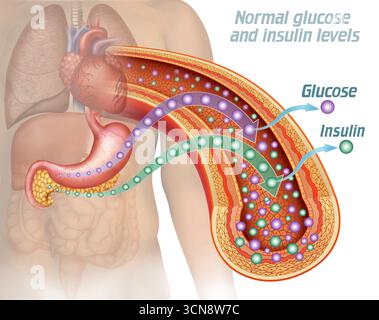 Illustration de l'estomac et du pancréas mettant l'accent sur le système insuline et glucose sanguin. L'insuline, une hormone produite dans le pancréas, joue un rôle important dans le contrôle de la glycémie, contrôlant le taux de sucre dans le sang lorsqu'il augmente après avoir mangé certains aliments. Banque D'Images