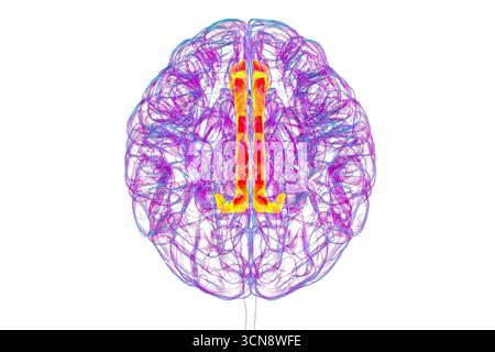 Illustration du cerveau humain mettant en évidence le gyrus cingulaire, essentiel au traitement des émotions, à la prise de décision et au contrôle cognitif dans divers troubles. Banque D'Images