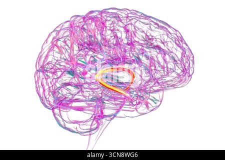Illustration du cerveau humain avec fornix cérébral mis en évidence (orange) et commissure de fornix (bleu), montrant le traitement de la mémoire et la fonction du système limbique. Pathologie liée à la perte de mémoire. Banque D'Images