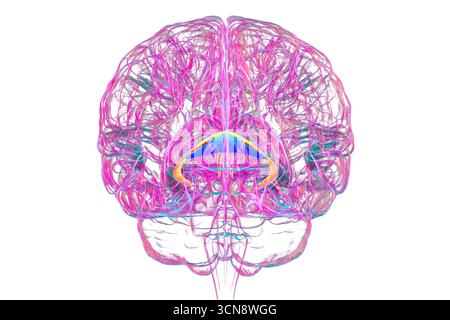 Illustration du cerveau humain avec fornix cérébral mis en évidence (orange) et commissure de fornix (bleu), montrant le traitement de la mémoire et la fonction du système limbique. Pathologie liée à la perte de mémoire. Banque D'Images
