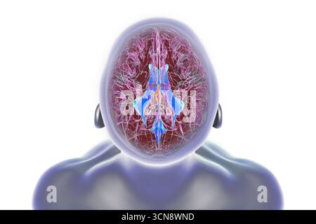 Illustration du troisième ventricule cérébral (rouge) et du système ventriculaire (bleu) mis en évidence dans le cerveau humain. Les ventricules sont des structures qui produisent du liquide céphalo-rachidien (LCR) et le transportent autour de la cavité crânienne. Banque D'Images