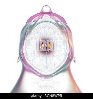 Illustration d'un cerveau humain avec la substantia nigra mise en évidence dans le mésencéphale, une structure clé impliquée dans la régulation du mouvement et affectée dans la maladie de Parkinson. Banque D'Images