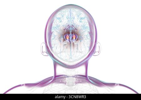 Illustration d'un cerveau humain avec la substantia nigra mise en évidence dans le mésencéphale, une structure clé impliquée dans la régulation du mouvement et affectée dans la maladie de Parkinson. Banque D'Images