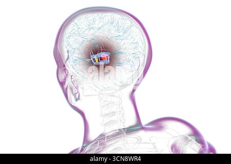 Illustration d'un cerveau humain avec la substantia nigra mise en évidence dans le mésencéphale, une structure clé impliquée dans la régulation du mouvement et affectée dans la maladie de Parkinson. Banque D'Images