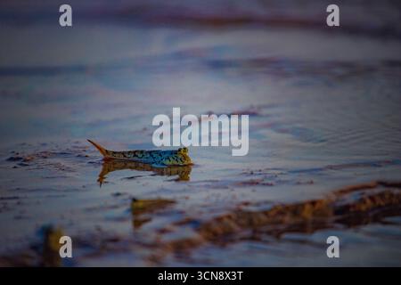Une photo en gros plan d'un skipper de boue sur du sable humide près d'eau peu profonde, mettant en valeur une faune amphibie unique dans son habitat naturel. Banque D'Images