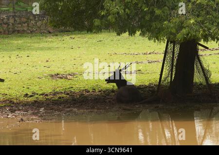 La silhouette d'un cerf avec des bois repose à l'ombre sous un arbre près d'un étang boueux. L'animal semble calme et détendu, profitant de la zone fraîche Banque D'Images
