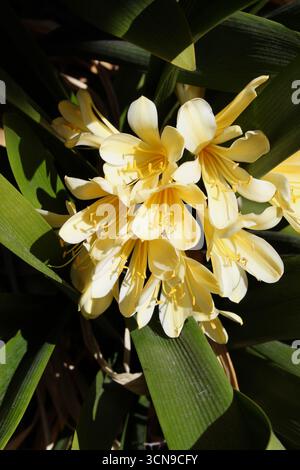 Clivia jaune pâle, ou lis Natal, en pleine floraison au printemps, dans une bordure de jardin. Melbourne, Australie Banque D'Images