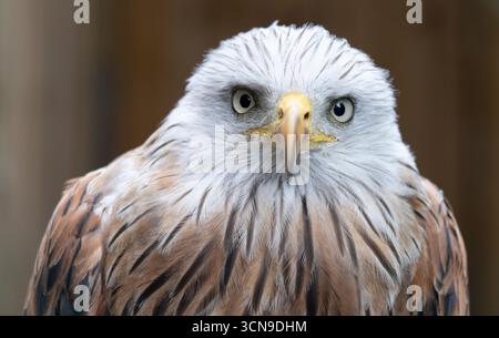 Cerf-volant rouge (Milvus milvus) oiseau de proie de la famille des Accipitridae, Banque D'Images