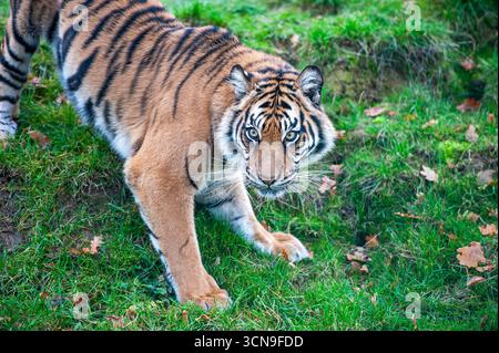 Gros plan d'un tigre de Sumatra (Panthera tigris sumatrae) marchant dans l'herbe, regardant directement devant vous dans un environnement de zoo Banque D'Images