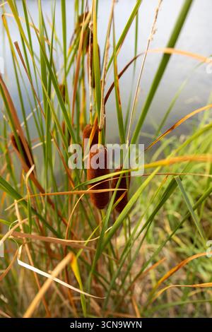 Gros plan de queues brunes avec de grandes feuilles vertes poussant près du bord d'un étang ou d'un lac Banque D'Images