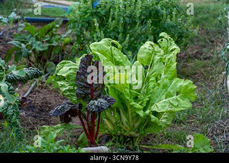 Un bouquet de laitue verte et d'épinards rouges poussant dans un jardin. La laitue est à gauche et les épinards à droite Banque D'Images