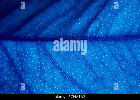 Une feuille avec des taches bleues est montrée dans l'image. La couleur bleue de la feuille est très vive et se distingue sur le fond. Les taches sur la feuille Ar Banque D'Images