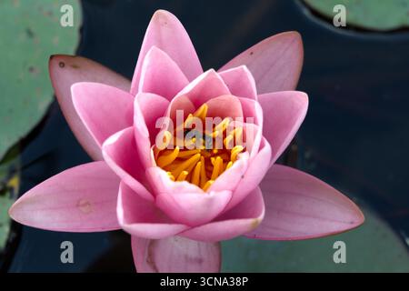 Un nénuphar rose unique avec une abeille reposant dans son centre jaune vif, flottant sur un étang sombre avec des nénuphars verts. Banque D'Images