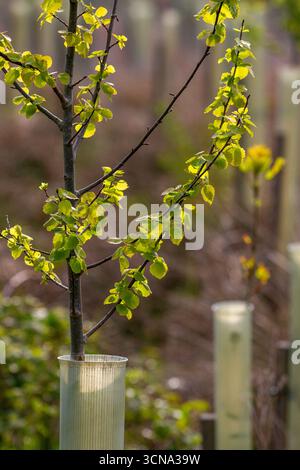 Croissance printanière sur les jeunes arbres en feuilles, protégés par des tubes d'arbres en plastique, poussant dans la plantation forestière, North Yorkshire Moors, Garsdale, Royaume-Uni Banque D'Images