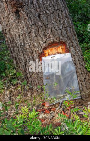 Collecte de résine de pin d'Alep dans un sac en plastique pour aromatiser le vin résiné retsina sur la péninsule grecque Chalkidiki / Chalcidice, Grèce Banque D'Images