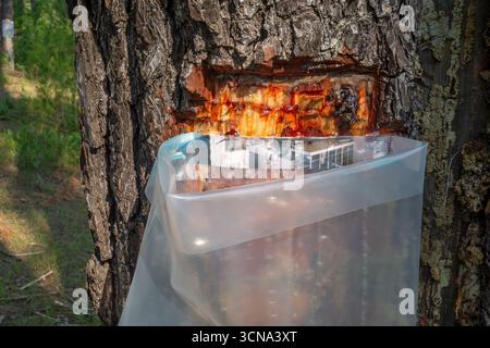 Collecte de résine de pin d'Alep dans un sac en plastique pour aromatiser le vin résiné retsina sur la péninsule grecque Chalkidiki / Chalcidice, Grèce Banque D'Images