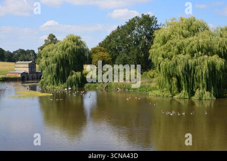 Vue sur le lac Cutler Brook avec des saules sur une île du parc Kedleston Hall, Derbyshire, Angleterre. Août. Banque D'Images