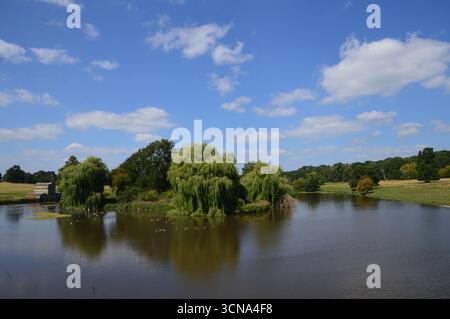 Vue sur le lac Cutler Brook avec des saules sur une île du parc Kedleston Hall, Derbyshire, Angleterre. Août. Banque D'Images