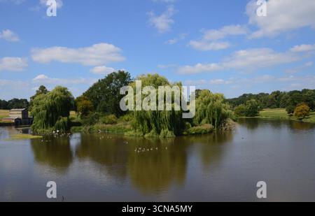 Vue sur le lac Cutler Brook avec des saules sur une île du parc Kedleston Hall, Derbyshire, Angleterre. Août. Banque D'Images