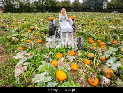 Tulleys Farm West Sussex England 20 Sep 2025 le festival saisonnier de la citrouille commence aujourd'hui, avec des champs pleins de citrouilles et des possibilités de photos.20 Sep 2025 fin octobre Paul Quezada Neiman/Alamy Live News Banque D'Images