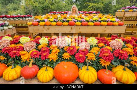 Tulleys Farm West Sussex England 20 Sep 2025 le festival saisonnier de la citrouille commence aujourd'hui, avec des champs pleins de citrouilles et des possibilités de photos.20 Sep 2025 fin octobre Paul Quezada Neiman/Alamy Live News Banque D'Images