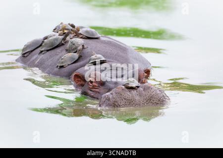 Une scène typique dans le parc national Kruger : les tortues utilisent le corps d'un hippopotame pour un bain de soleil confortable. Banque D'Images