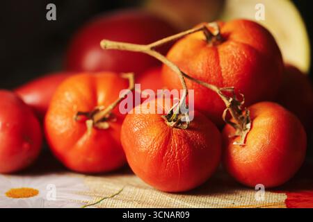 Tomates ridées mûres. Légumes rouges frais sur vigne. Nourriture naturelle surmûre avec des imperfections. Tomates bio cultivées localement en gros plan. Une alimentation saine. Banque D'Images