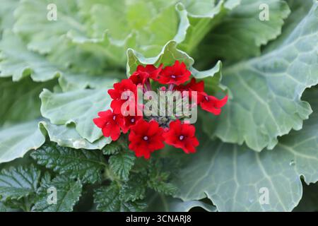 bouquet de petites fleurs rouges vives au-dessus de grandes feuilles vert foncé brillantes (macro, gros plan) Banque D'Images